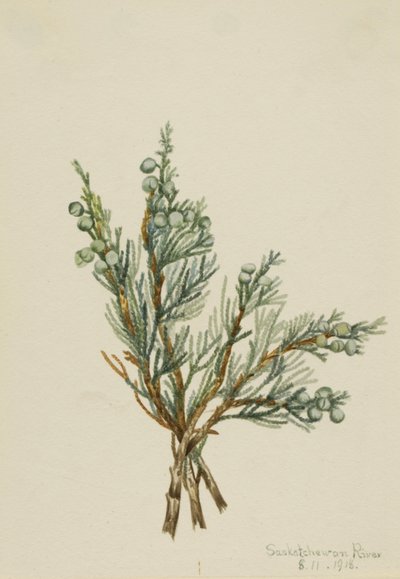 クリーピング・ジュニパー Juniperus horizontalis, 1918. 作： Mary Vaux Walcott