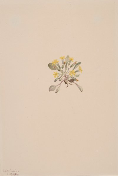 Crepis Elegans, 1904. 作： Mary Vaux Walcott