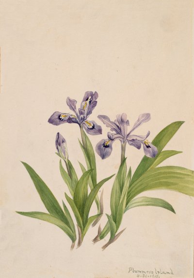 Crested Iris Iris cristata, 1918. 作： Mary Vaux Walcott