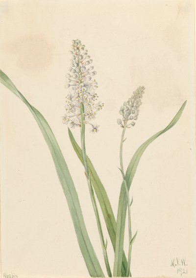 カラスノミ Chrosperma muscaetoxicum, 1921. 作： Mary Vaux Walcott