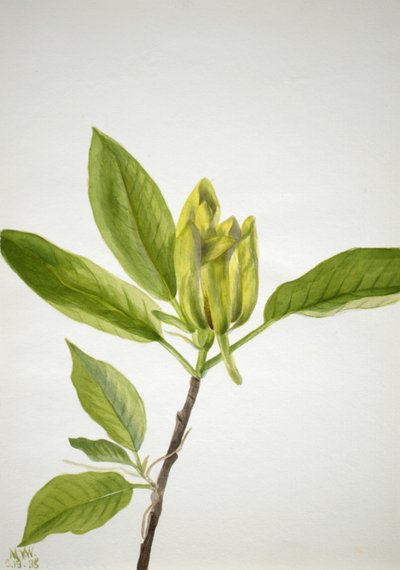 キュウリの木 Magnolia scuminata, 1938. 作： Mary Vaux Walcott