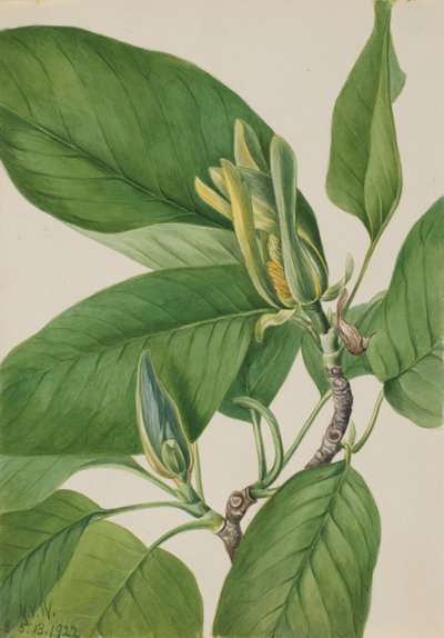 キュウリノキ Magnolia acuminata, 1922. 作： Mary Vaux Walcott