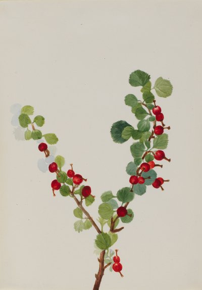 カラントの未完成品 Ribes種、n.d. 作： Mary Vaux Walcott