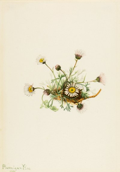 切り葉蚤草 作： Mary Vaux Walcott