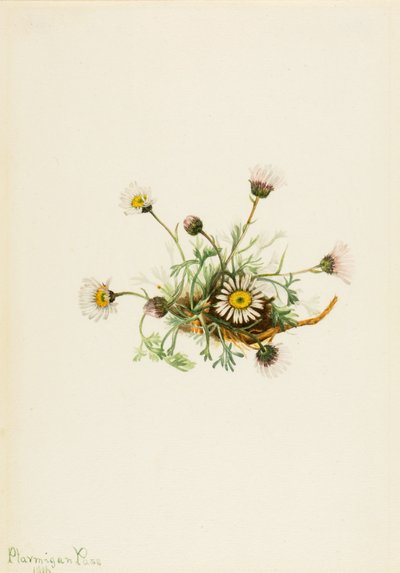 Cut-Leaf Fleabane Erigeron compositus, 1916. 作： Mary Vaux Walcott