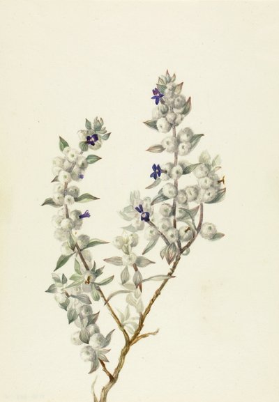 Death Valley Sage Salvia funerea, 1930年代前半。 作： Mary Vaux Walcott