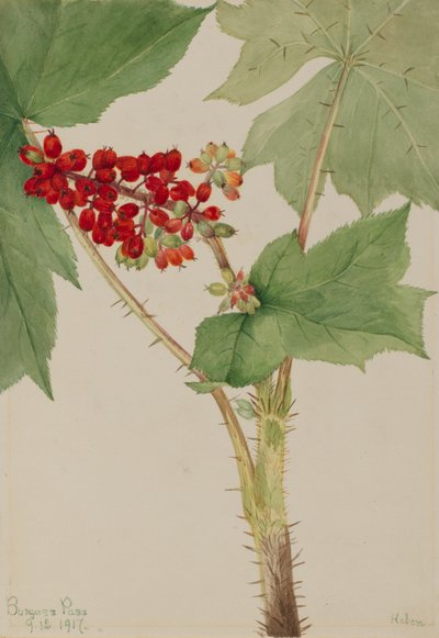 Devilsclub Echinopanax horridum, 1917. 作： Mary Vaux Walcott