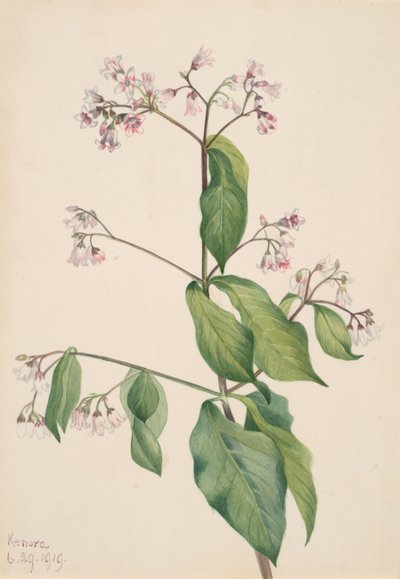 Dogbane Apocyum androsaemfolium, 1919. 作： Mary Vaux Walcott