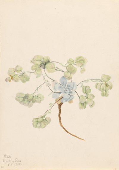 ダブル・ブラダーポッド（Physaria didymocarpa） 作： メアリーヴォーウォルコット