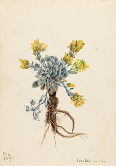 ダブル・ブラダーポッド（Physaria didymocarpa） 作： Mary Vaux Walcott