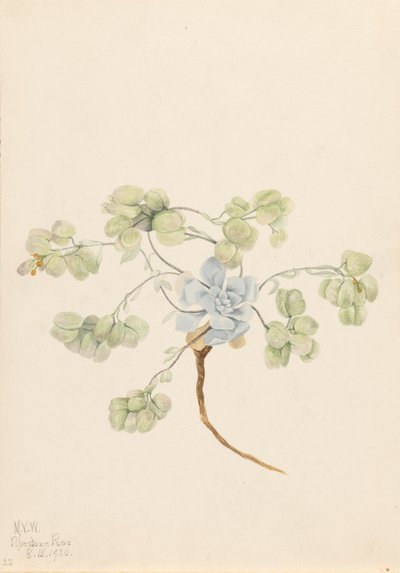 Double Bladderpod Physaria didymocarpa, 1920. 作： Mary Vaux Walcott