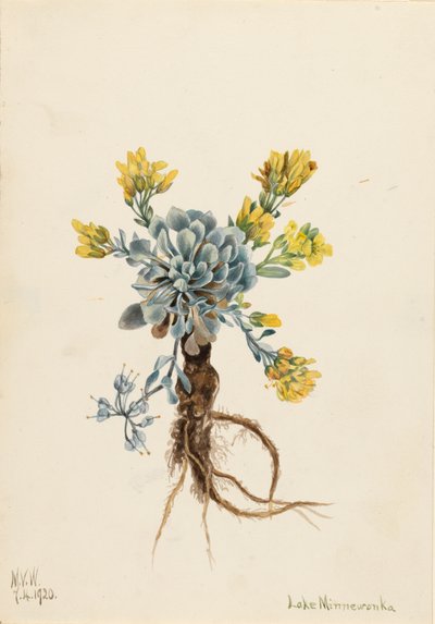 Double Bladderpod Physaria didymocarpa, 1920. 作： Mary Vaux Walcott