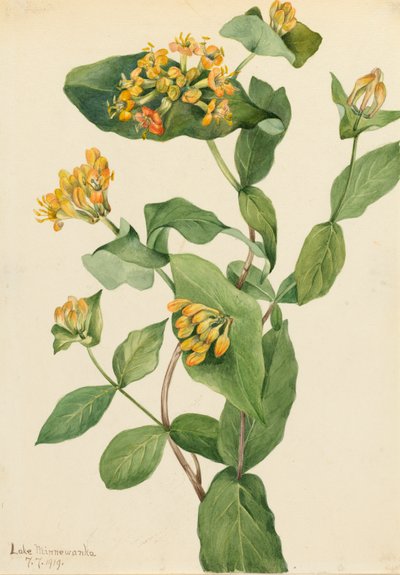 Douglas Honeysuckle Lonicera glaucescens, 1919. 作： Mary Vaux Walcott