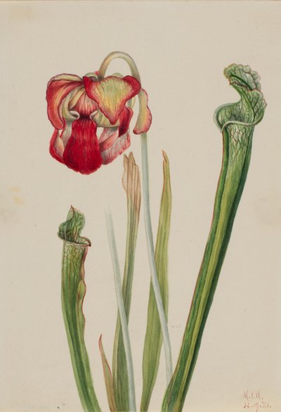 Drummond Pitcherplant Sarracenia drummondii, 1921. 作： Mary Vaux Walcott