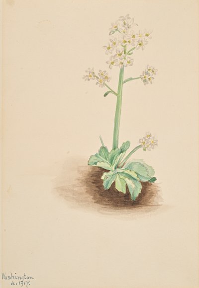初期のユキノシタ Saxifraga virginiensis、1917 年。 作： Mary Vaux Walcott