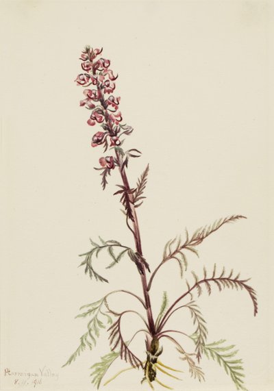 エレファントヘッド Pedicularis groenlandica, 1916. 作： Mary Vaux Walcott