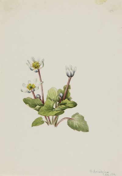 Elkslip Caltha leptosepala, 1916. 作： Mary Vaux Walcott