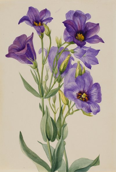 Eustoma russelianum、1930年代前半頃。 作： Mary Vaux Walcott