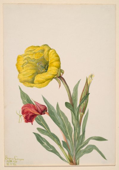 月見草（Oenothera howardi） 作： Mary Vaux Walcott