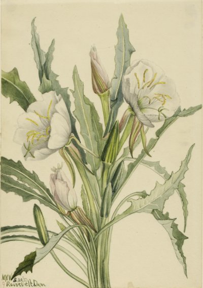 月見草 作： Mary Vaux Walcott