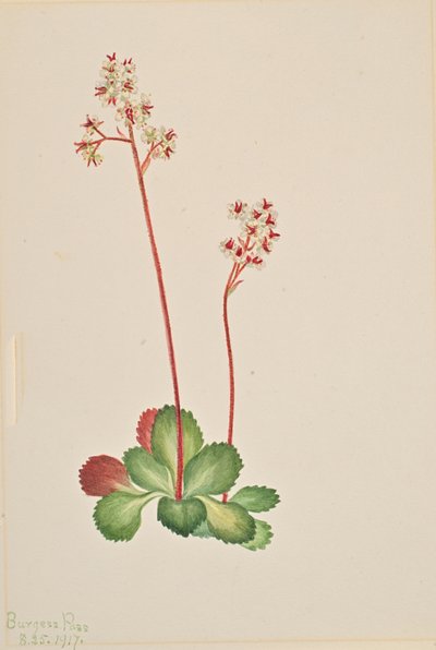 Evergreen Saxifrage Leptarrhena pyrolifolia, 1917. 作： Mary Vaux Walcott