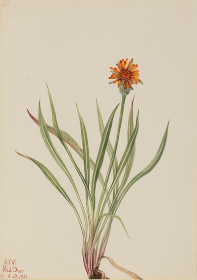 False Dandelion Agoseris aurantiaca, 1921. 作： Mary Vaux Walcott