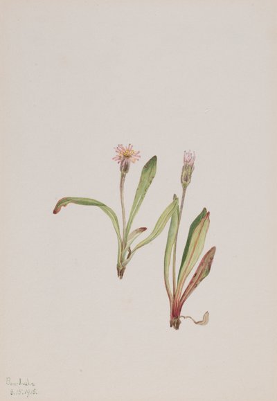 ニセカンゾウ Agoseris carnea, 1918. 作： Mary Vaux Walcott