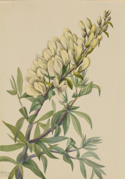 False Indigo Baptista bructeata, 1932. 作： Mary Vaux Walcott