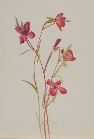 春の別れ Godetia amoena lilja, ca. 1930s. 作： Mary Vaux Walcott