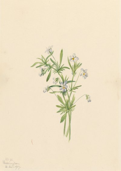 フィールド バイオレット ビオラ rafinesquii、1919 年。 作： Mary Vaux Walcott