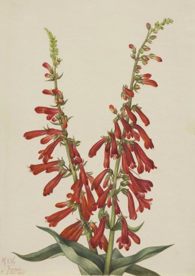 Fire Pentstemon Pentstemon eatonii, 1927. 作： Mary Vaux Walcott