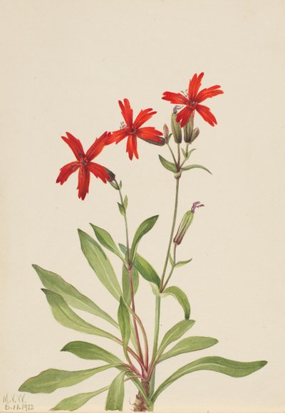 ファイヤーピンク Silene virginica, 1932. 作： Mary Vaux Walcott