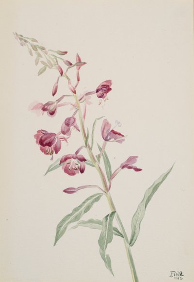 Fireweed Epilobium angustifolium, 1902. 作： Mary Vaux Walcott
