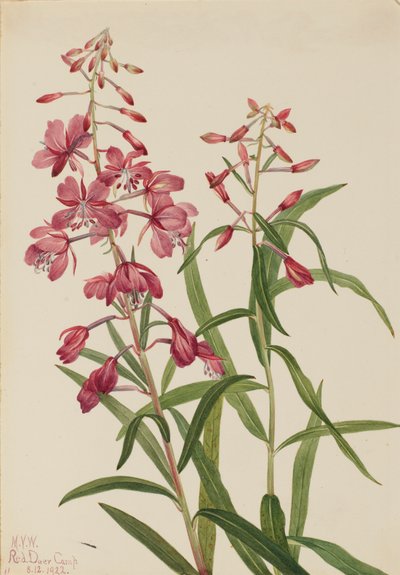 Fireweed Epilobium angustifolium, 1922. 作： Mary Vaux Walcott
