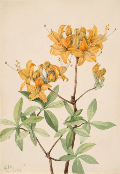 Flame Azalea Azalea lutea, 1921. 作： Mary Vaux Walcott