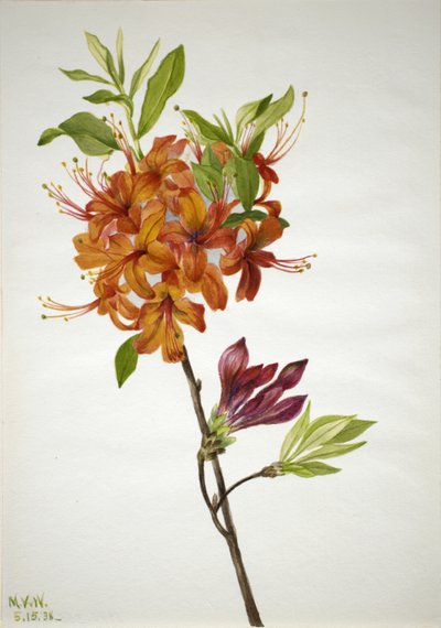 Flame Azalea Rhododendron speciosum, 1938. 作： Mary Vaux Walcott