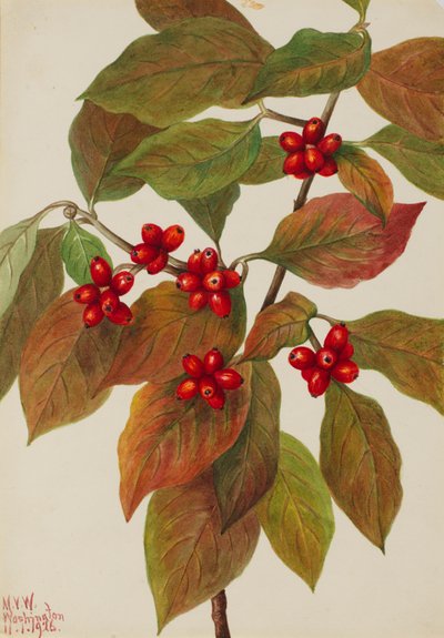 花咲くハナミズキCornus florida、1926年。 作： Mary Vaux Walcott