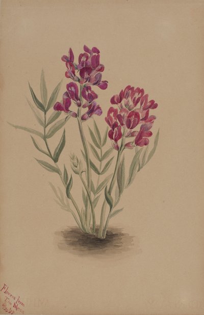 メサの花 作： Mary Vaux Walcott