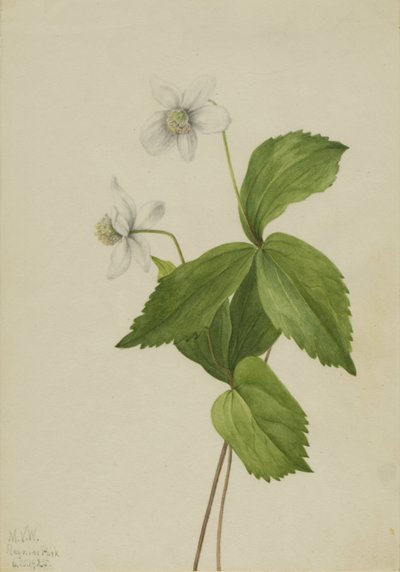 フォレストアネモネ Anemone deltoidea, 1925. 作： Mary Vaux Walcott