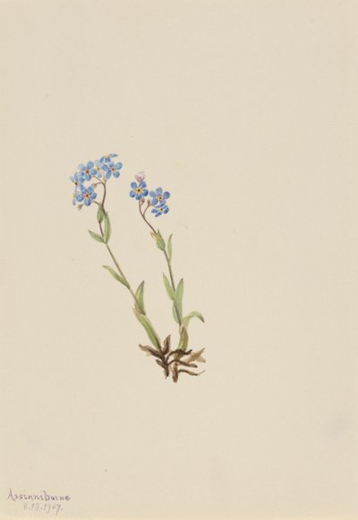 フォーゲットミーノット（Myosotis alpestris） 作： Mary Vaux Walcott