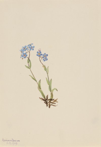 Forget-Me-Not Myosotis alpestris, 1907. 作： Mary Vaux Walcott