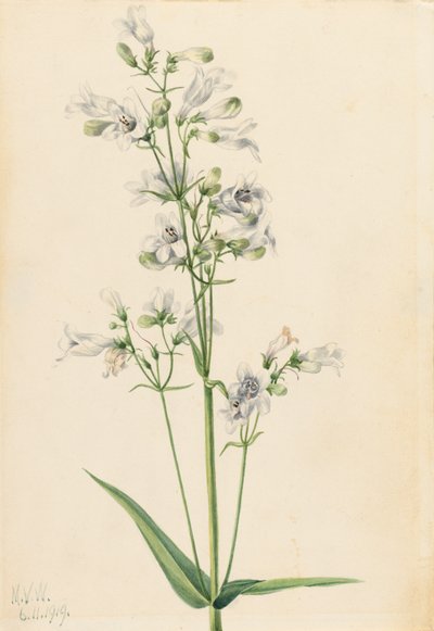 Foxglove Pentstemon Pentstemon digitalis, 1919. 作： Mary Vaux Walcott