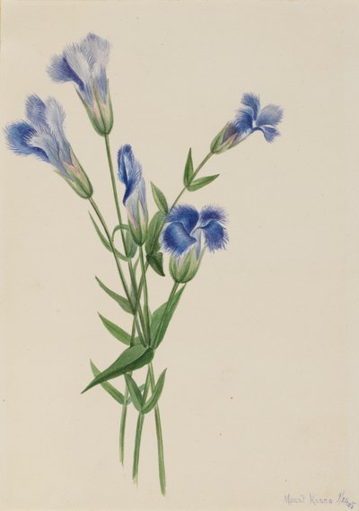 フリンジリンドウ Gentiana crinita、1905 年。 作： Mary Vaux Walcott