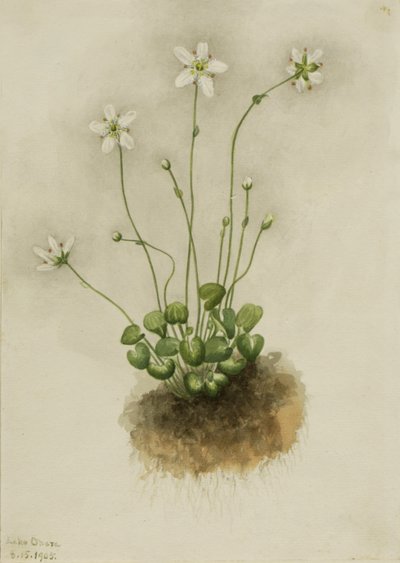 Fringed Parnassia Parnassia fimbriata, 1905. 作： Mary Vaux Walcott