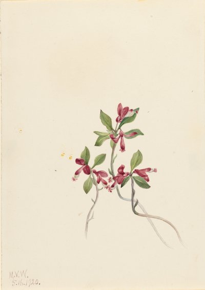 フリンジ・ポリガラ（Polygala paucifolia） 作： Mary Vaux Walcott
