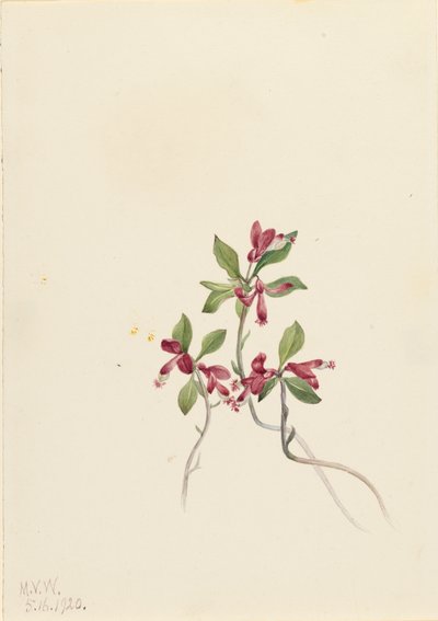 Fringed Polygala Polygala paucifolia, 1920. 作： Mary Vaux Walcott
