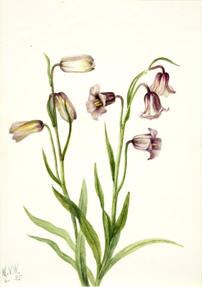 Fritillillary Fritillaria biflora, 1935. 作： Mary Vaux Walcott