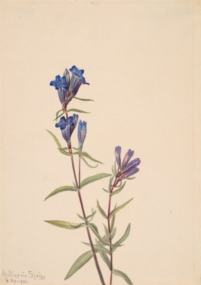 ゲンチアナ・アフィニス、1915年。 作： Mary Vaux Walcott