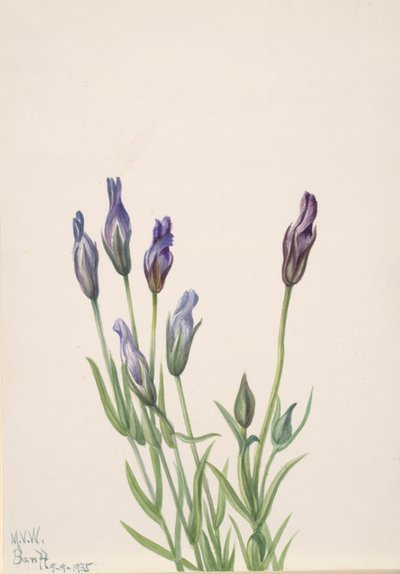 リンドウ Gentiana macounii, 1935. 作： Mary Vaux Walcott