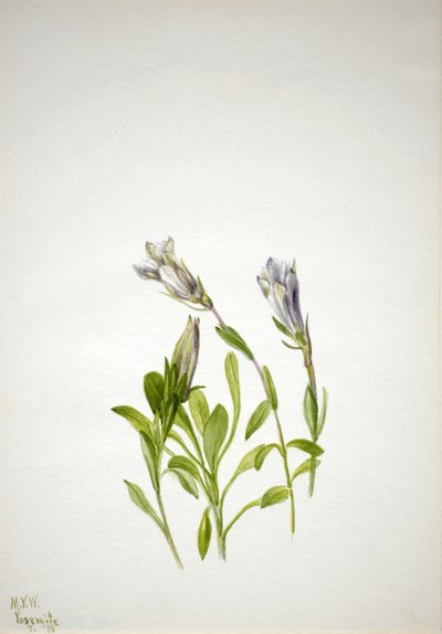 リンドウ Gentiana newberri, 1938. 作： Mary Vaux Walcott